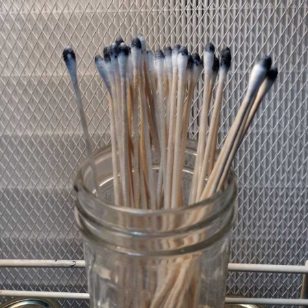 Golden Teacher schimmelsporen - applicator