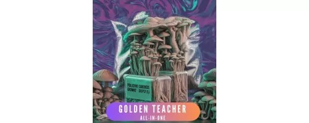 Golden Teacher growkit - ta reda på vad en growkit är och var man kan köpa en?
