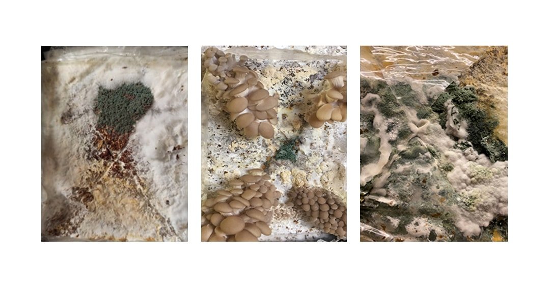 Trichoderma-drpsy-eu