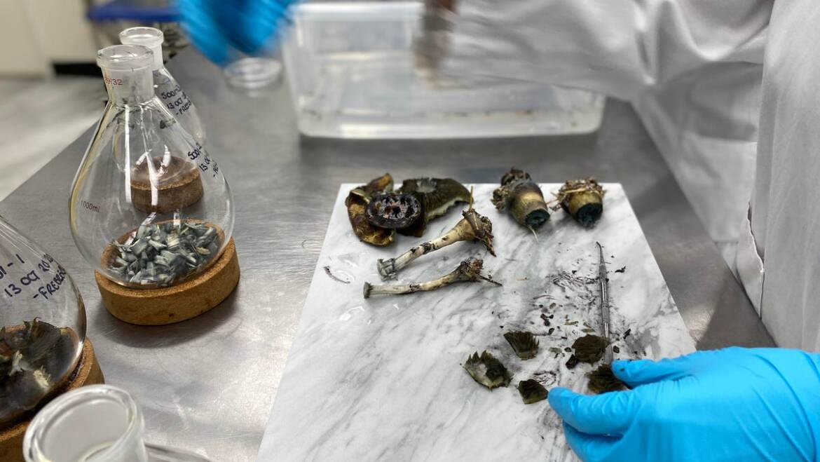 Wstępna analiza siły działania tryptaminy z wysuszonych, homogenizowanych owocników grzybów z rodzaju Psilocybe