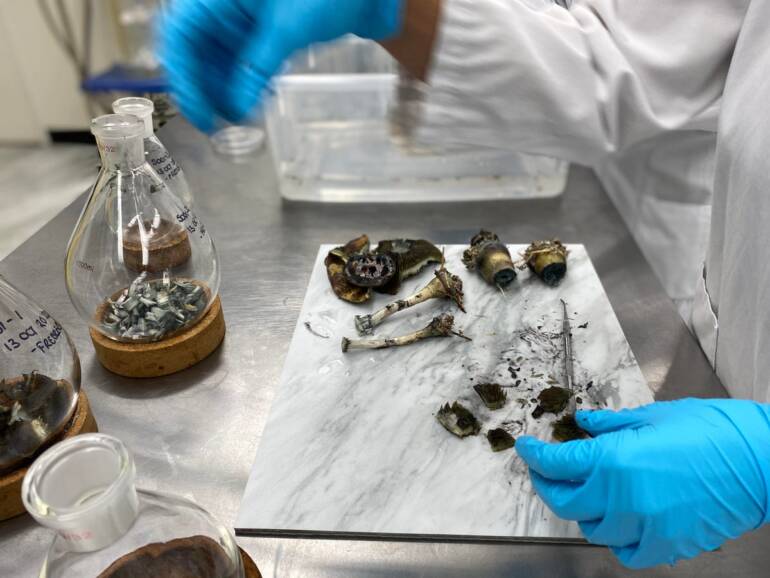 Wstępna analiza siły działania tryptaminy z wysuszonych, homogenizowanych owocników grzybów z rodzaju Psilocybe