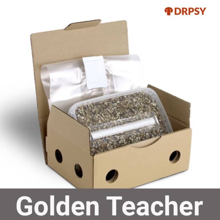 Golden Teacher growkit – Golden Teacher psilocybe cubensis – growkit golden teacher grzyby