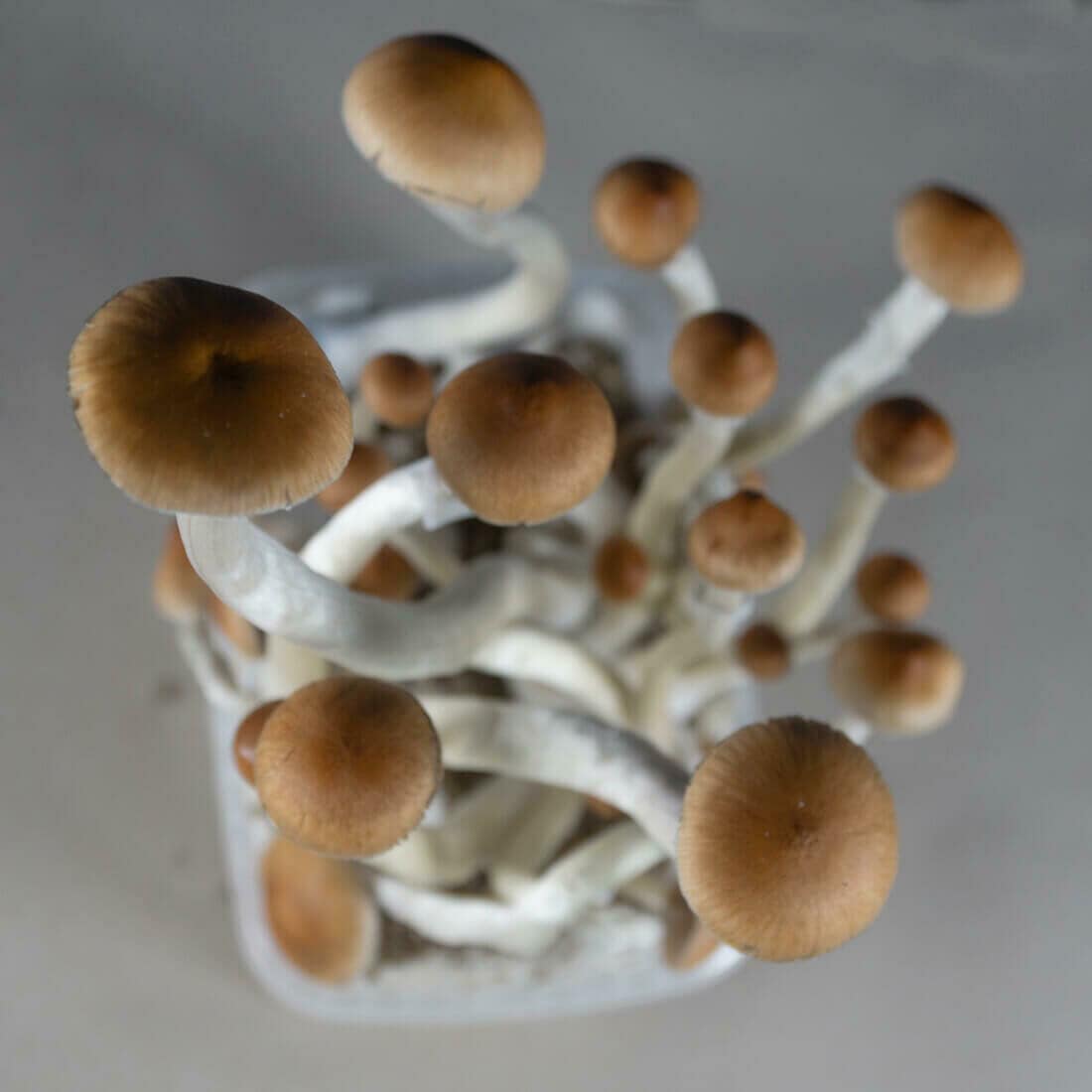 Psylocybina w leczeniu boreliozy: obiecujące spostrzeżenia naukowców