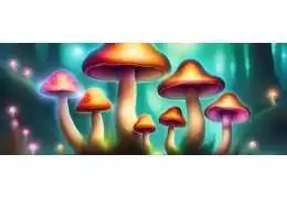 Everything You Need to Know About Hallucinogenic Mushrooms - A Guide for Newcomers